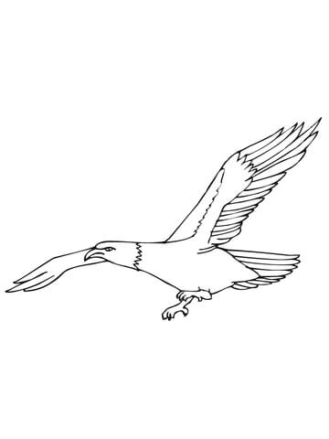 Bald Eagle Flying Coloring Page